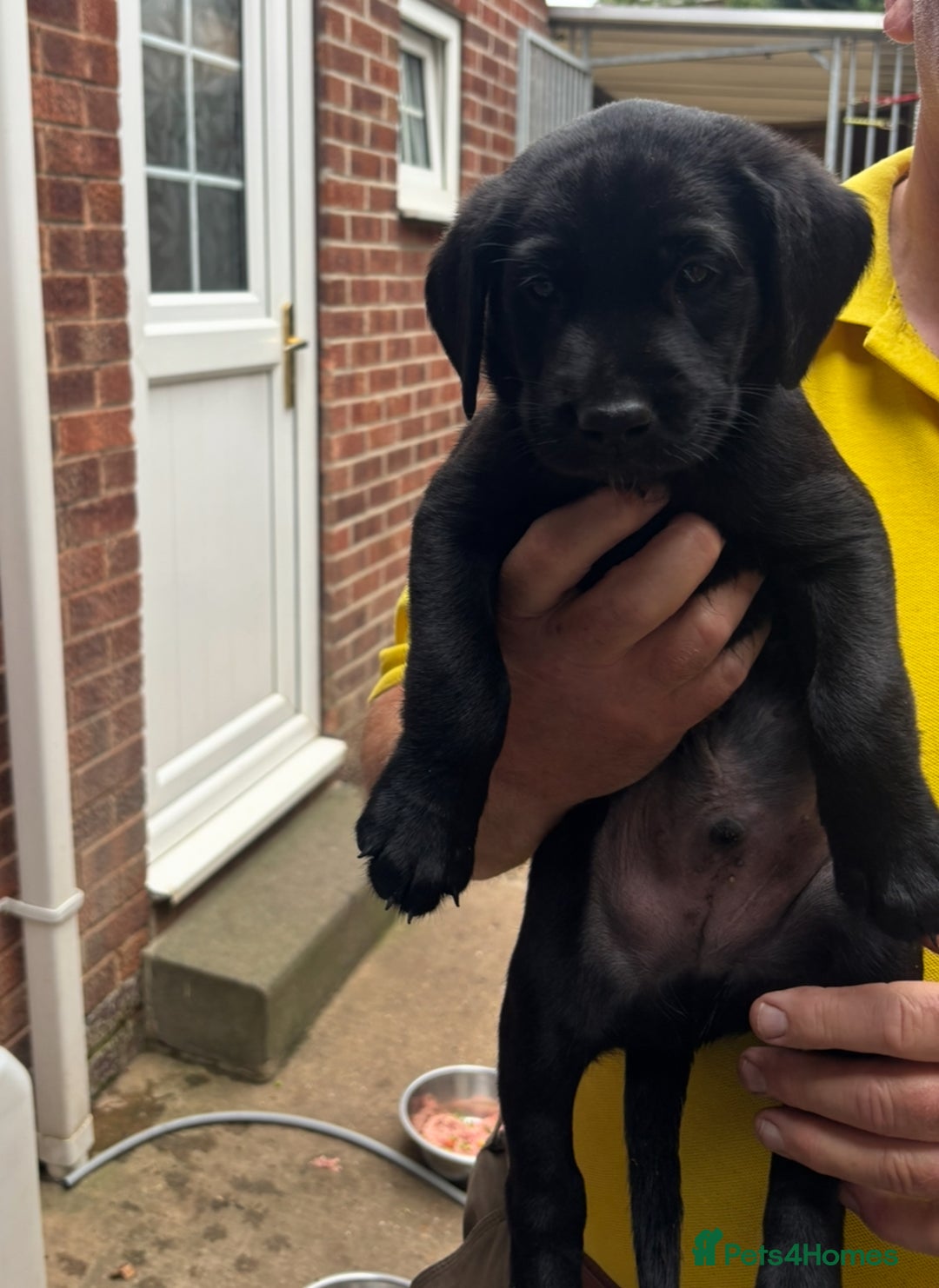 Labrador Retriever dogs for sale: Working Labradors  - Image 23