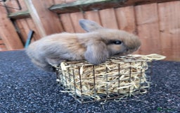 Mini Lop rabbits for sale: Mini lops 2 litters 2 + 5 - Image 4