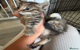 Mixed Breed cats for sale: Kittens ready now  - Image 9