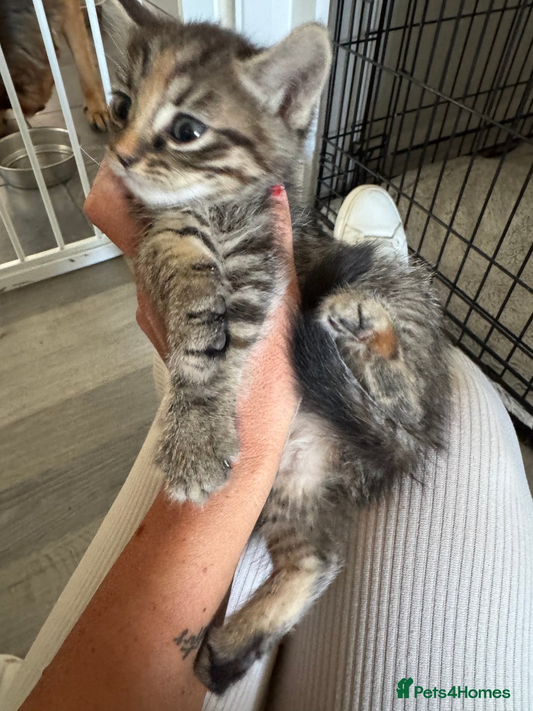 Mixed Breed cats for sale: Kittens ready now  - Image 9