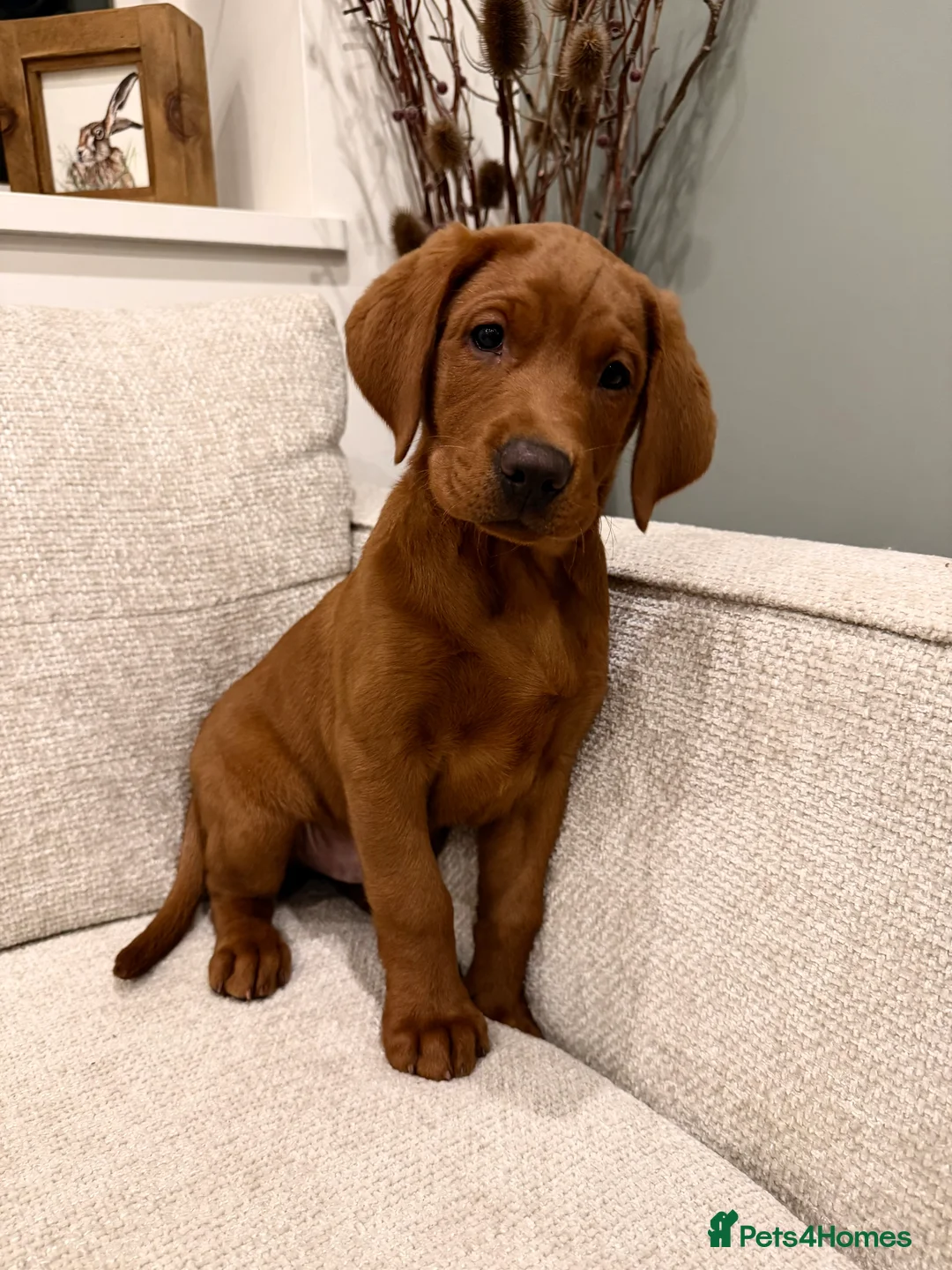 Labrador Retriever dogs for sale: Exceptional Dark Red Lab Puppy by Aglabs Icon  - Advert 6