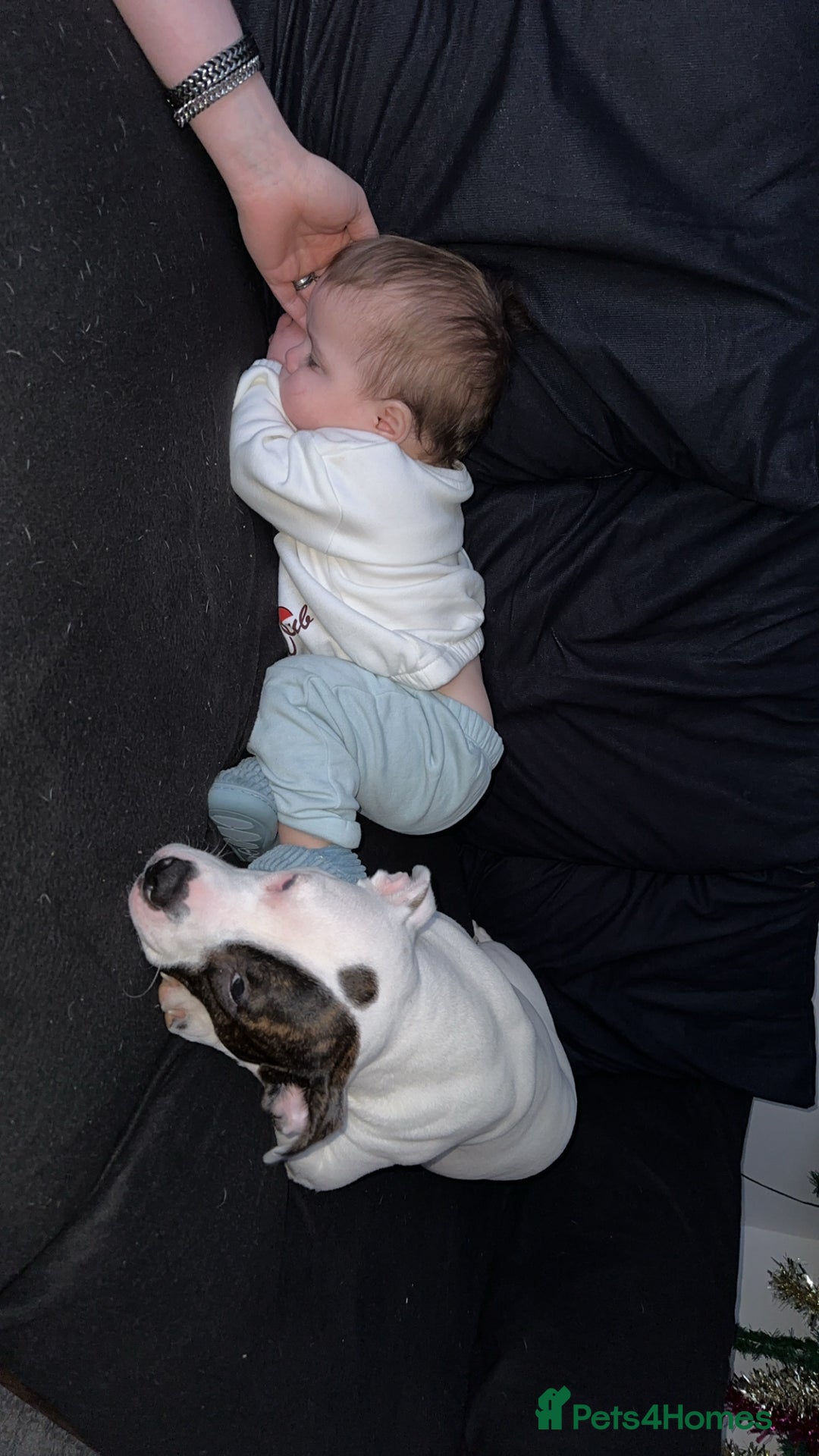 Mixed Breed dogs for sale: Daisy - Advert 2