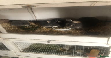 Netherland Dwarf rabbits - Advert 16