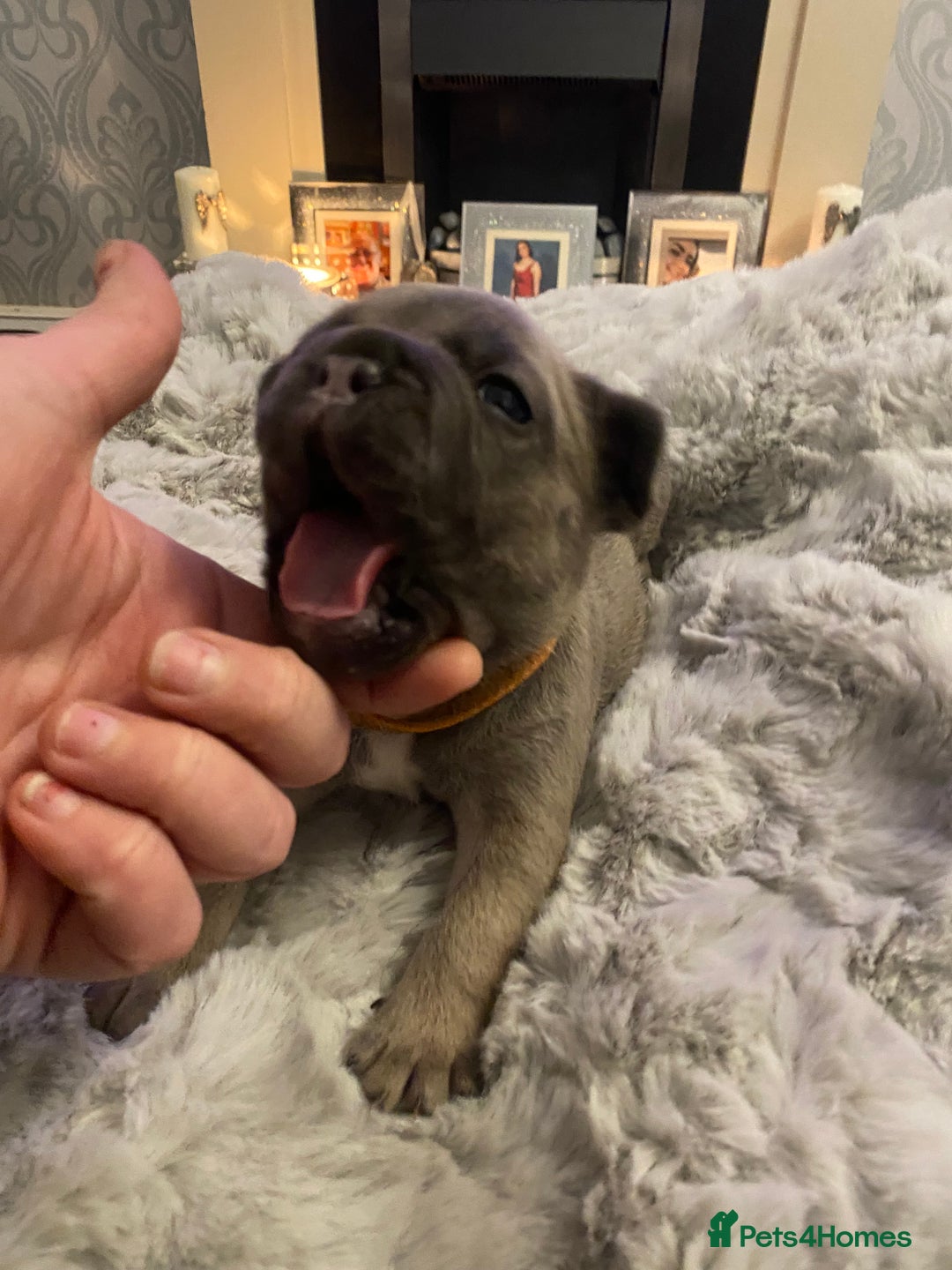 French Bulldog dogs for sale: Stunning chunky French bulldog pups  - Advert 6