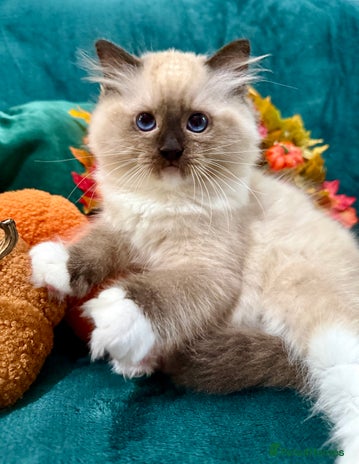 Ragdoll cats WORLD BEATIFUL RAGDOLL KITTEN/FIFe - Advert 1