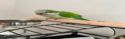 Parrots birds for sale: Male Quaker Parrot - Advert 4