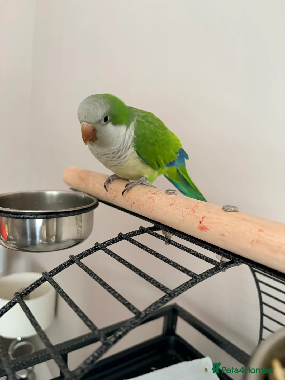 Parrots birds for sale: Male Quaker Parrot - Advert 4