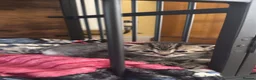 Mixed Breed cats for sale: 2 half British short hair female kittens  - Advert 8