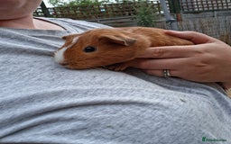 Mixed Breed rabbits for sale: Rabbits, guinea pigs and gerbil  - Image 14