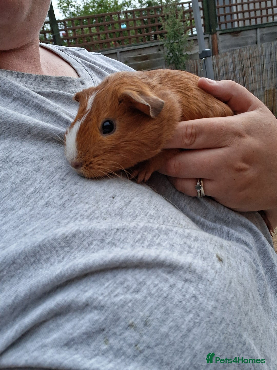 Mixed Breed rabbits for sale: Rabbits, guinea pigs and gerbil  - Image 14