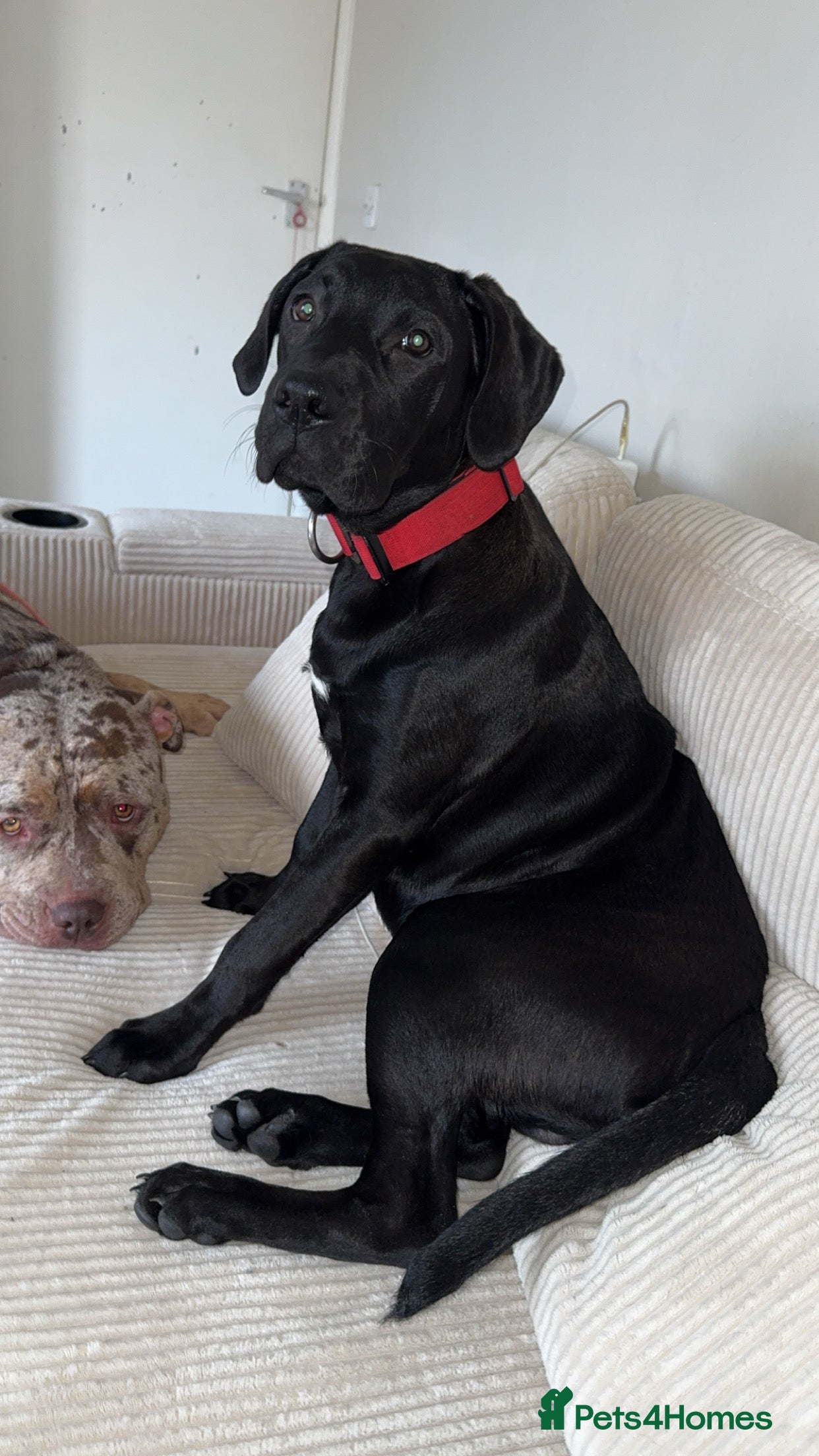 Mixed Breed dogs Experienced Home Needed Presa Canario x Labrador - Advert 2