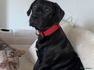Mixed Breed dogs Experienced Home Needed Presa Canario x Labrador - Advert 1