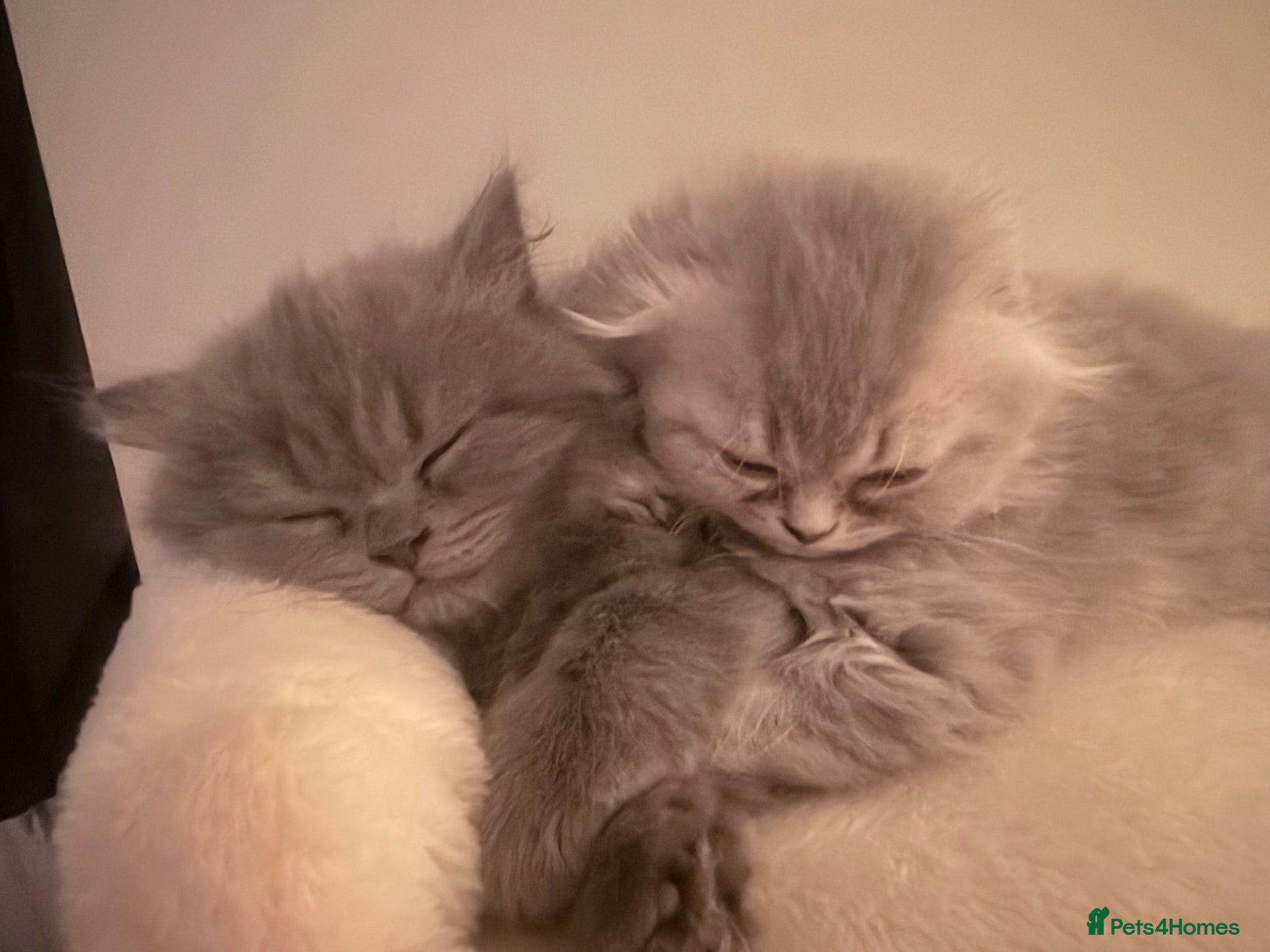 Scottish Fold cats Scottish Fold Kittens 🐾 - Advert 2