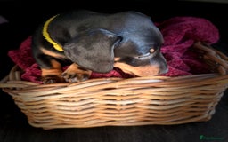 Dachshund dogs for sale: Beautiful dachshund puppies - Image 20