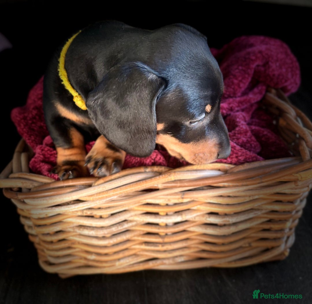 Dachshund dogs for sale: Beautiful dachshund puppies - Image 20