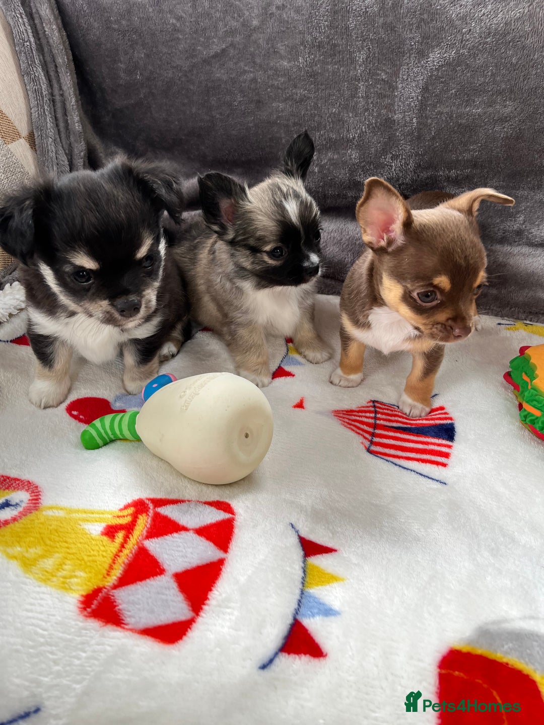 Chihuahua dogs for sale: 3 beautiful chihuahuas - Image 12