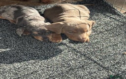 Dachshund dogs for sale: Dachshund Puppys miniature - Image 6