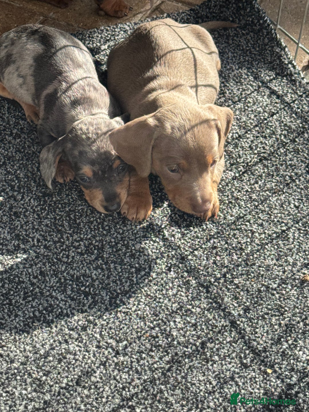 Dachshund dogs for sale: Dachshund Puppys miniature - Image 6