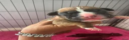 Boxer dogs for sale: Stunning Kc bobtail and tail boxers  - Advert 21