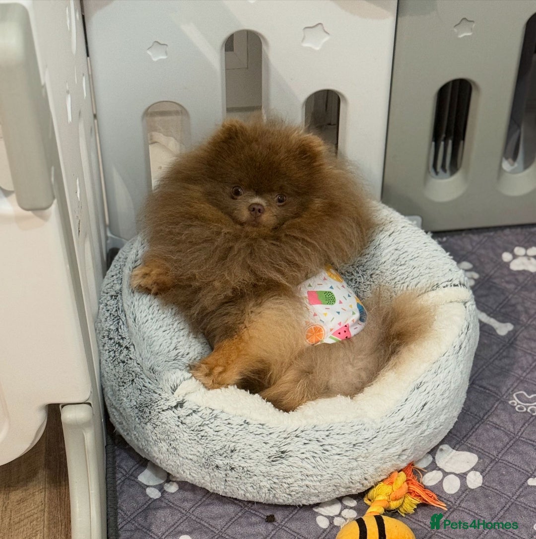 Pomchi dogs for sale: Stunning Pomchi’s - Advert 13