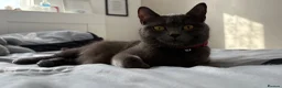 British Shorthair cats for sale: Two Female Grey British Short hair kittens  - Advert 9