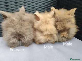 Lionhead rabbits Double maned lionheads babies. - Advert 1