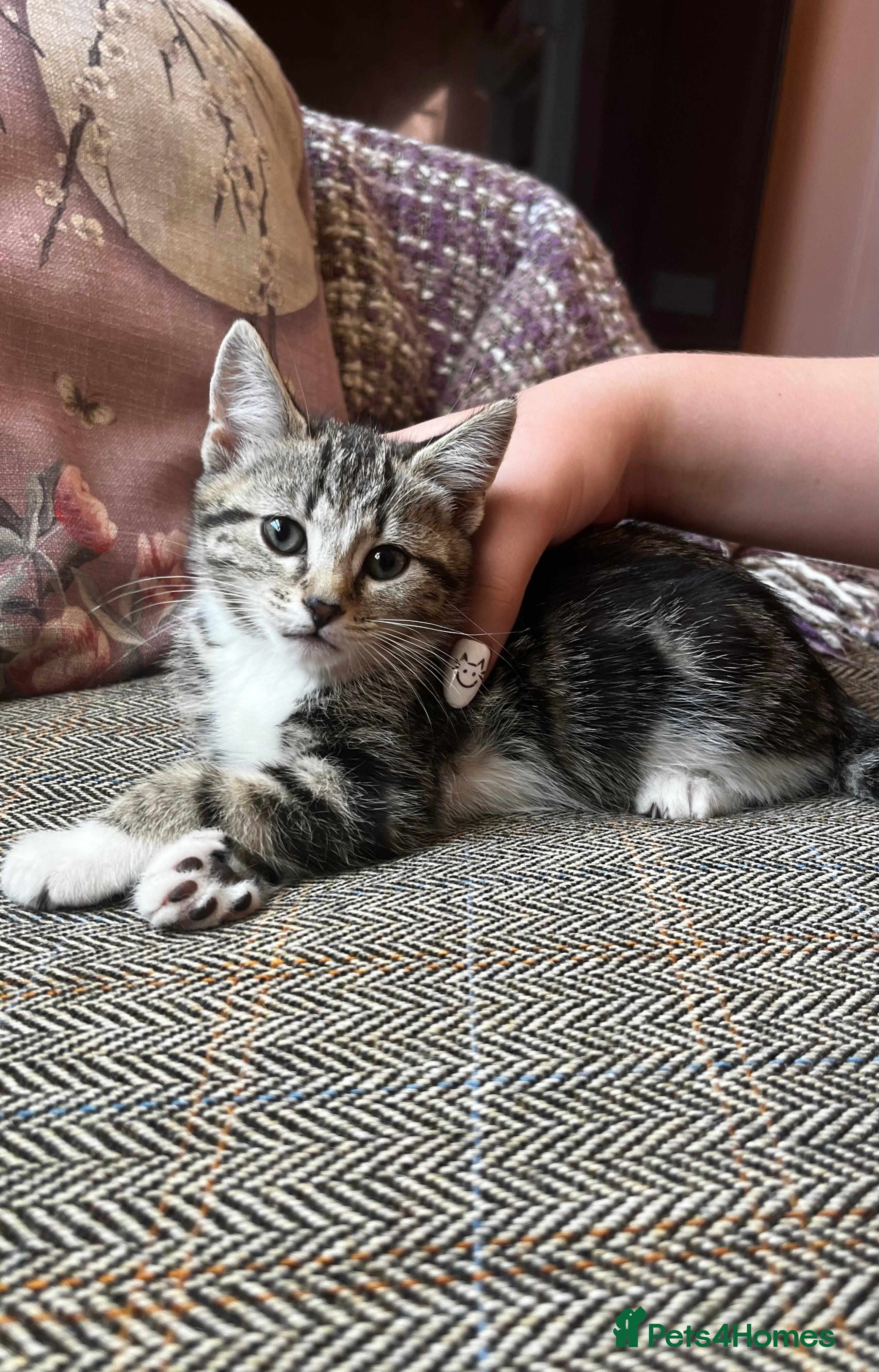 Mixed Breed cats for sale: Beautiful Tabby kittens for sale  - Advert 4
