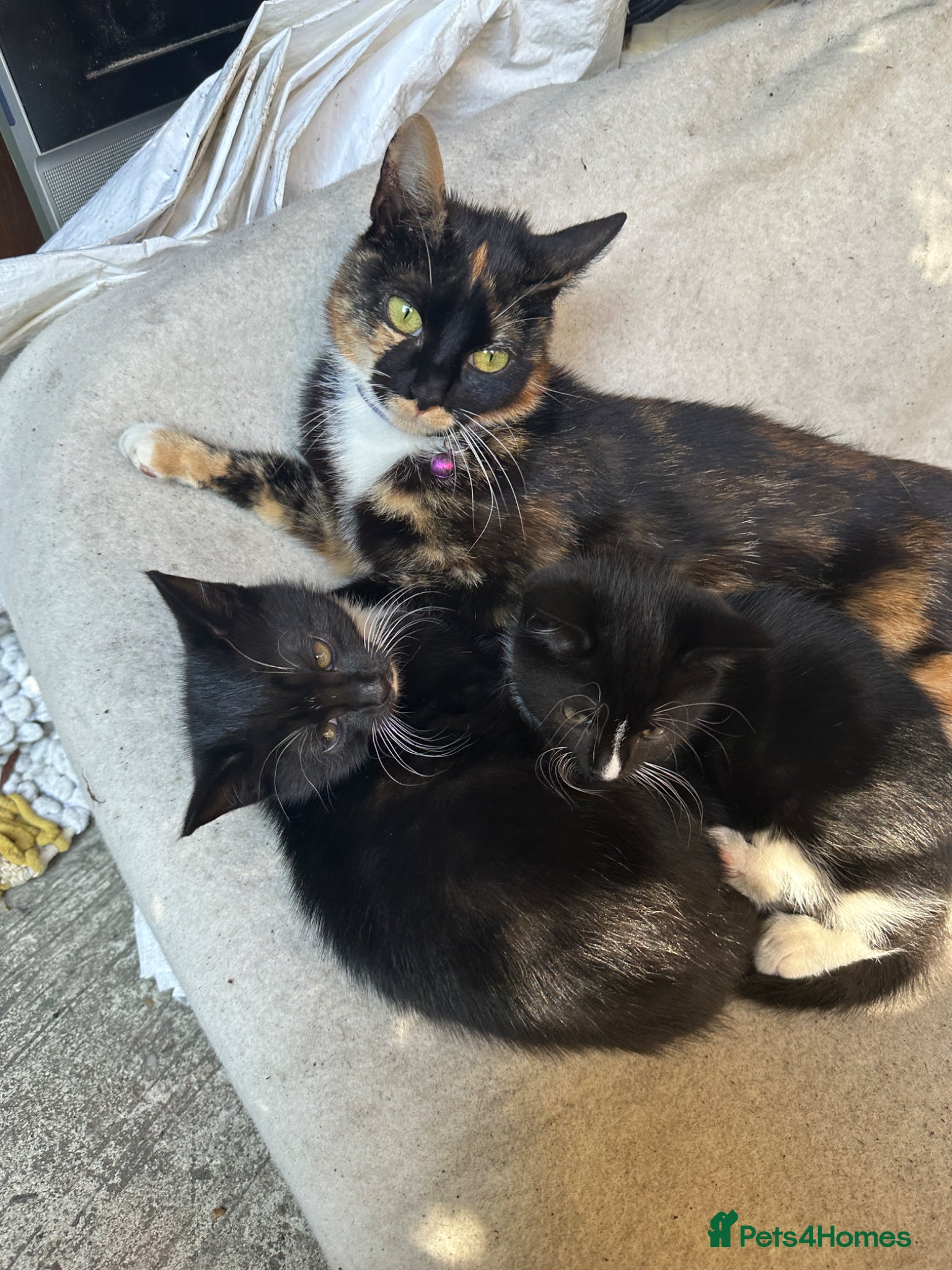 Mixed Breed cats Kitten - Advert 5