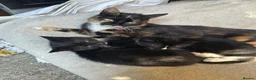 Mixed Breed cats for sale: Kitten in Bradford - Advert 1