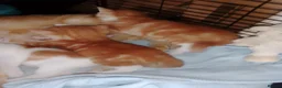 Mixed Breed cats for sale: Ginger kittens - Advert 5