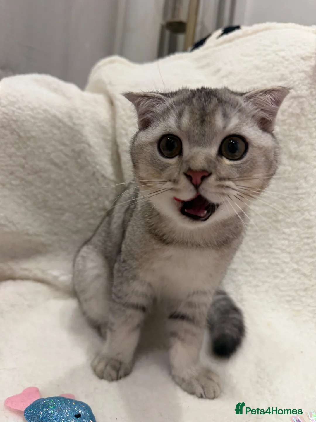 British Shorthair cats for sale: Beautiful Silver British Shorthair Kitten - Advert 2