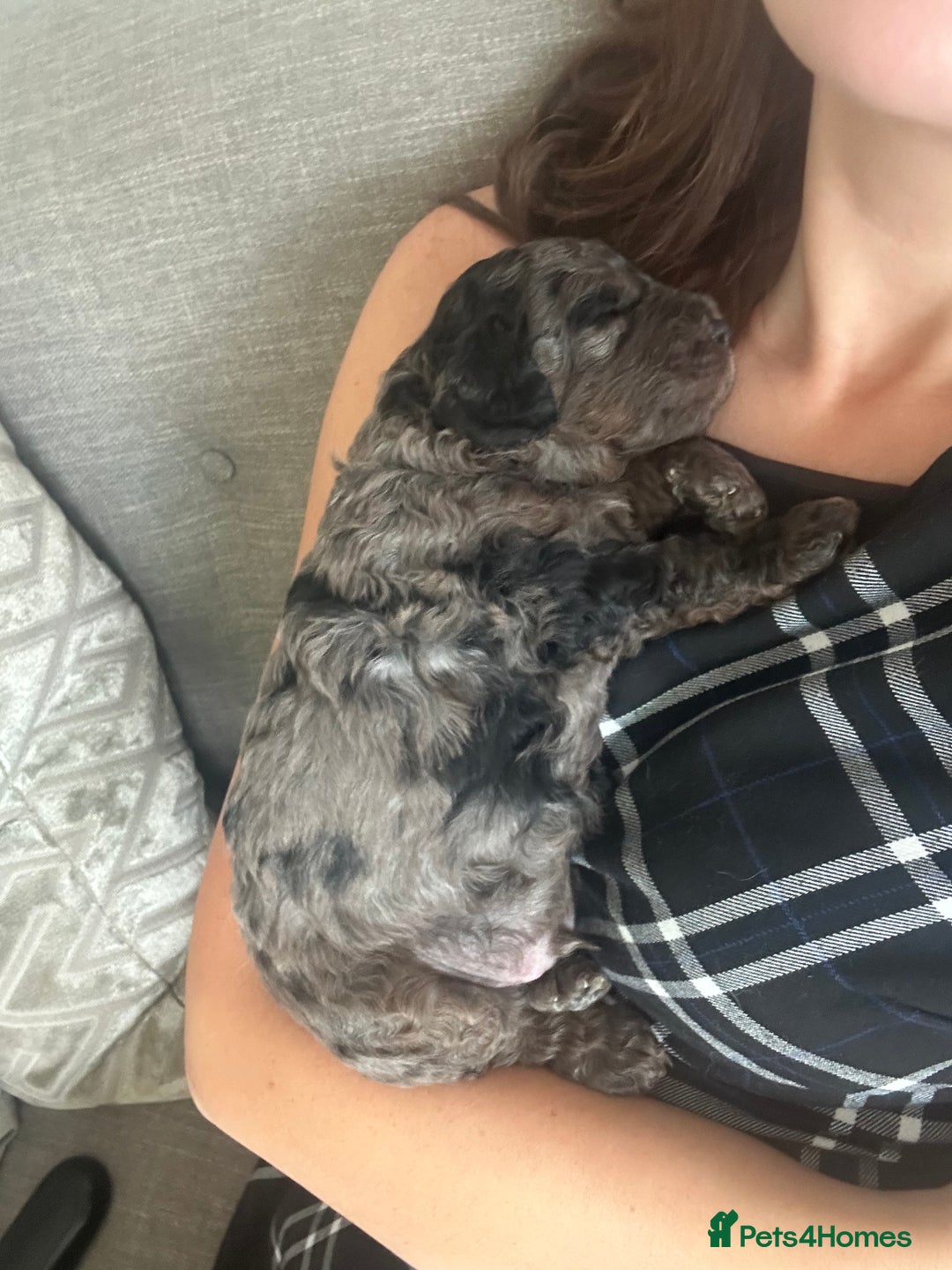 Cavapoo dogs for sale: 💕🐾 Tiny Paws, Big Heart 🐾💕Toy Cavapoo  - Image 9