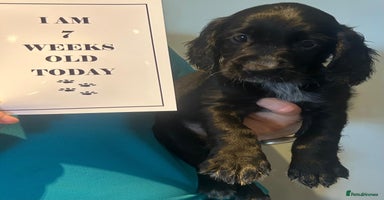 Sprocker dogs - Advert 15