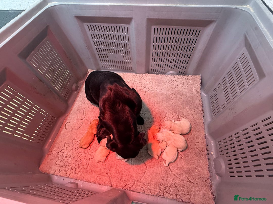 Labrador Retriever dogs for sale: KC Registered Labrador Puppies - Advert 8