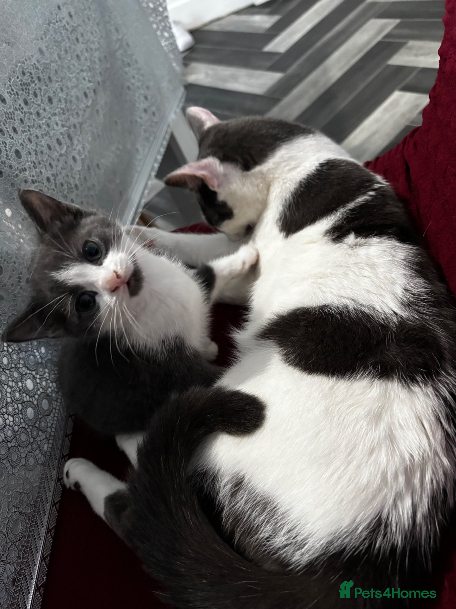 Mixed Breed cats 1 Blue Grey & tuxedo British Shorthair Mix - Advert 1