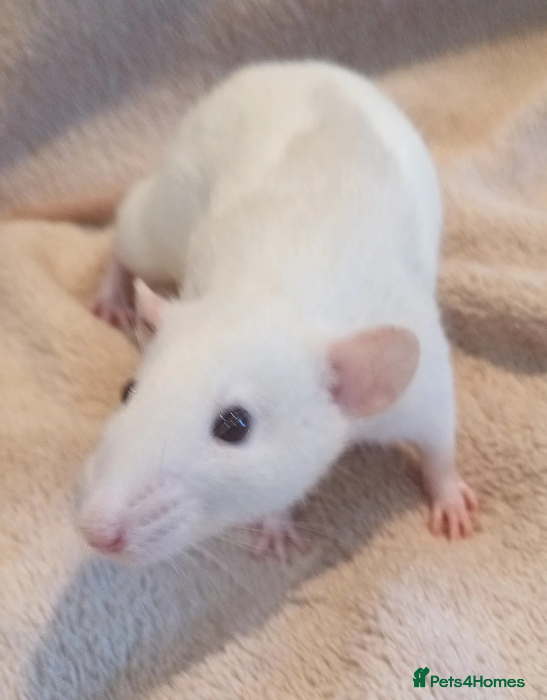 Rat rodents for sale: Adorable baby rats - Advert 8