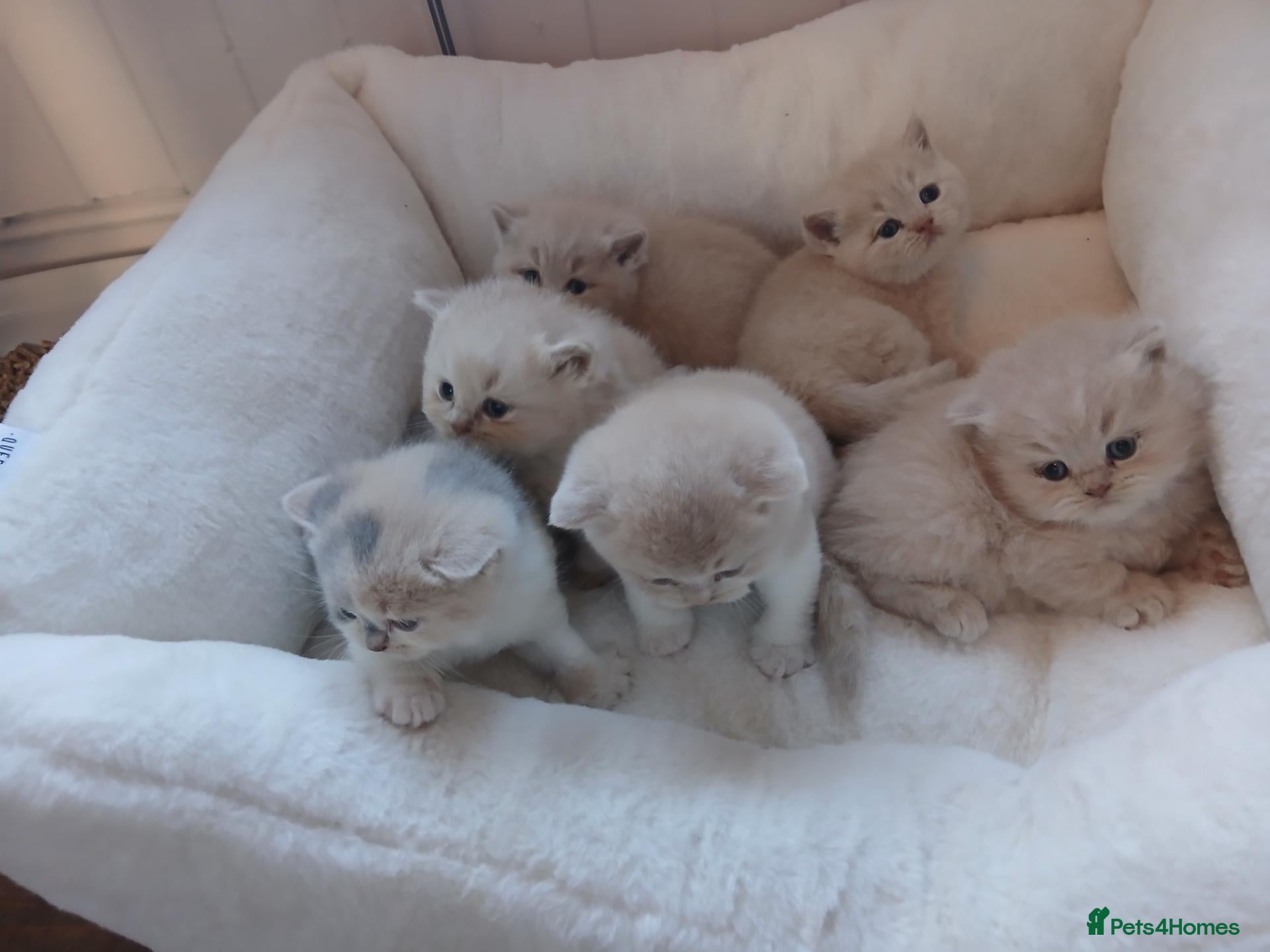 British Shorthair cats Cream British shorthair kittens 🍦 - Advert 2