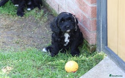 Cavapoo dogs for sale: Beautiful F1 Cavapoo puppies for sale - Image 7