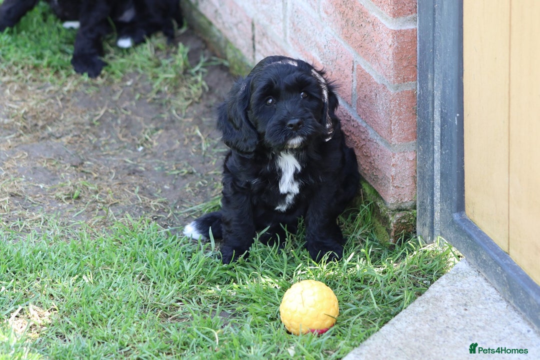 Cavapoo dogs for sale: Beautiful F1 Cavapoo puppies for sale - Image 7