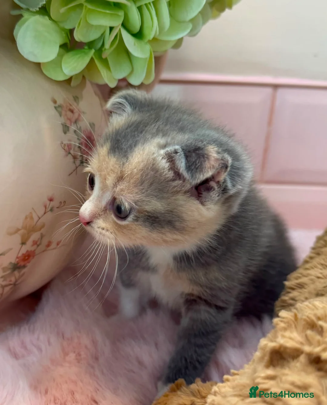 Scottish Fold cats for sale: Stunning Scottish fold & Selkirk Rex kitten  - Advert 2