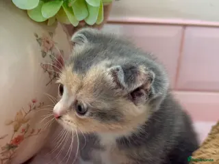 Scottish Fold cats Stunning Scottish fold & Selkirk Rex kitten - Advert 2