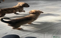 Mixed Breed dogs for sale: 10 beautiful bullweiller puppy’s  - Image 3