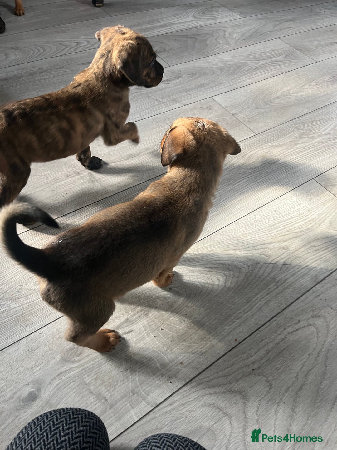 Mixed Breed dogs for sale: 10 beautiful bullweiller puppy’s  - Image 3