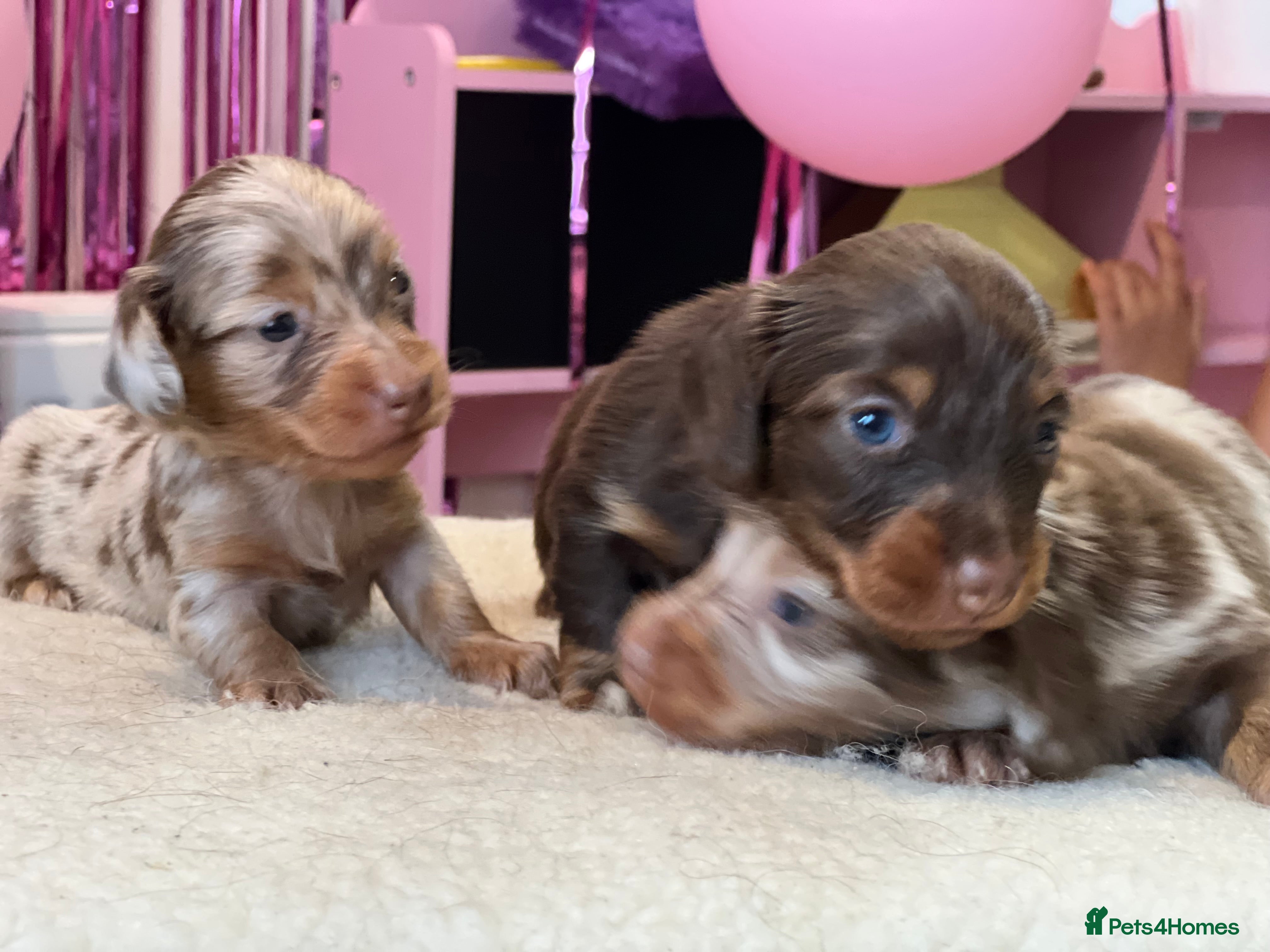 Miniature Dachshund dogs Tiny KC Long Haired Dachshunds  Chocolate & Dapple - Advert 2