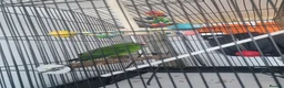 Parrots birds for sale: Beautiful Kakariki and cage in Edinburgh - Advert 3