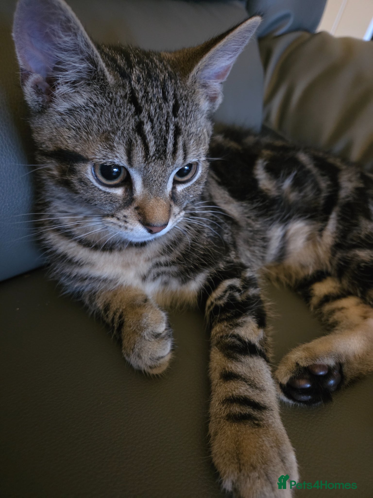 Domestic Shorthair cats for sale: Male Tabby kitten  - Advert 9
