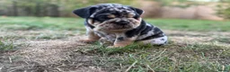 English Bulldog dogs for sale: Stunning KC reg English Bulldog puppies. in Newbury - Advert 15