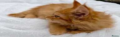 Maine Coon 5