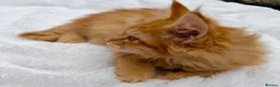 Maine Coon cats for sale: Pure breed beautiful main coon kitten  - Advert 25