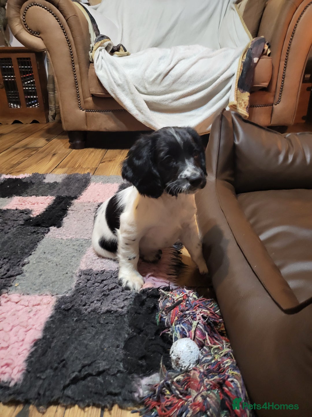 English Springer Spaniel dogs for sale: English springer spaniel pups  - Advert 9